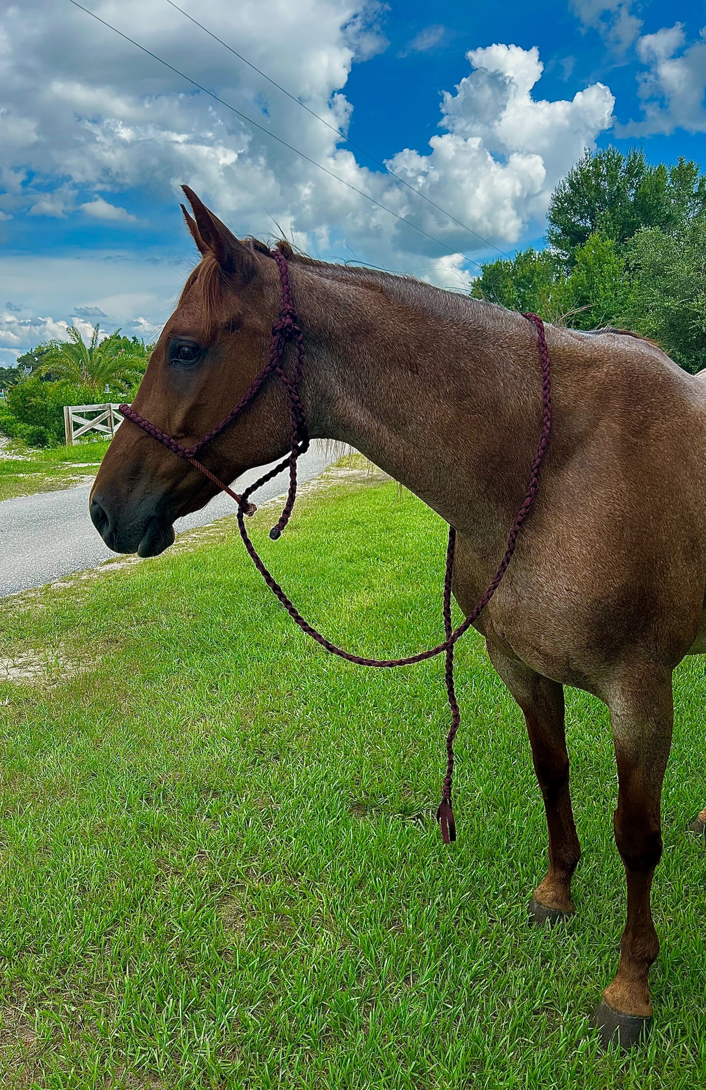 Rope Nose halter Beards