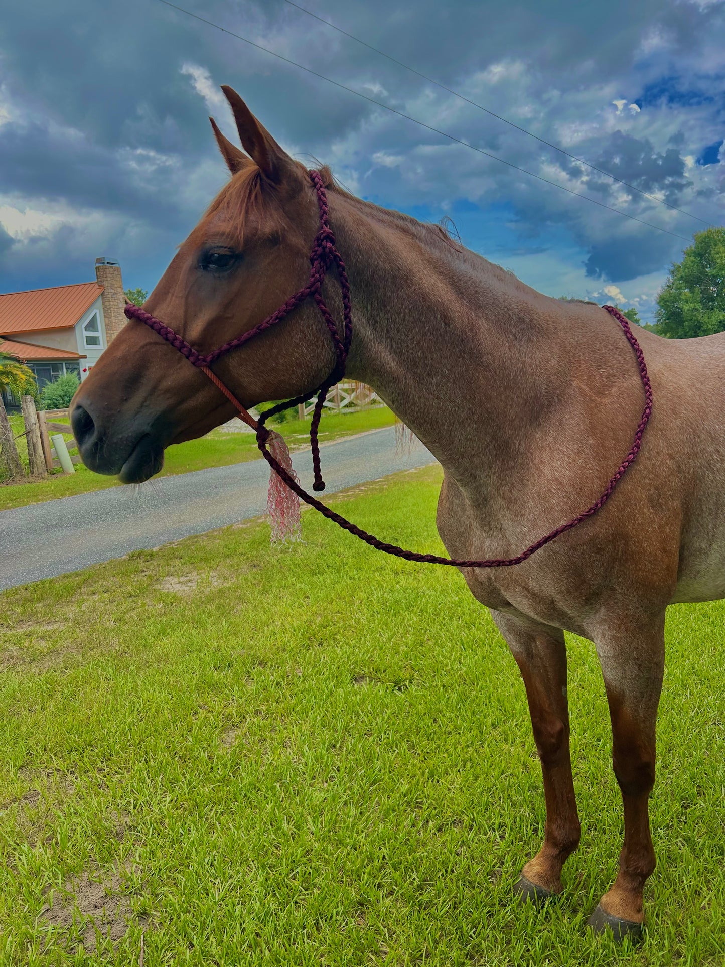 Rope Nose halter Beards